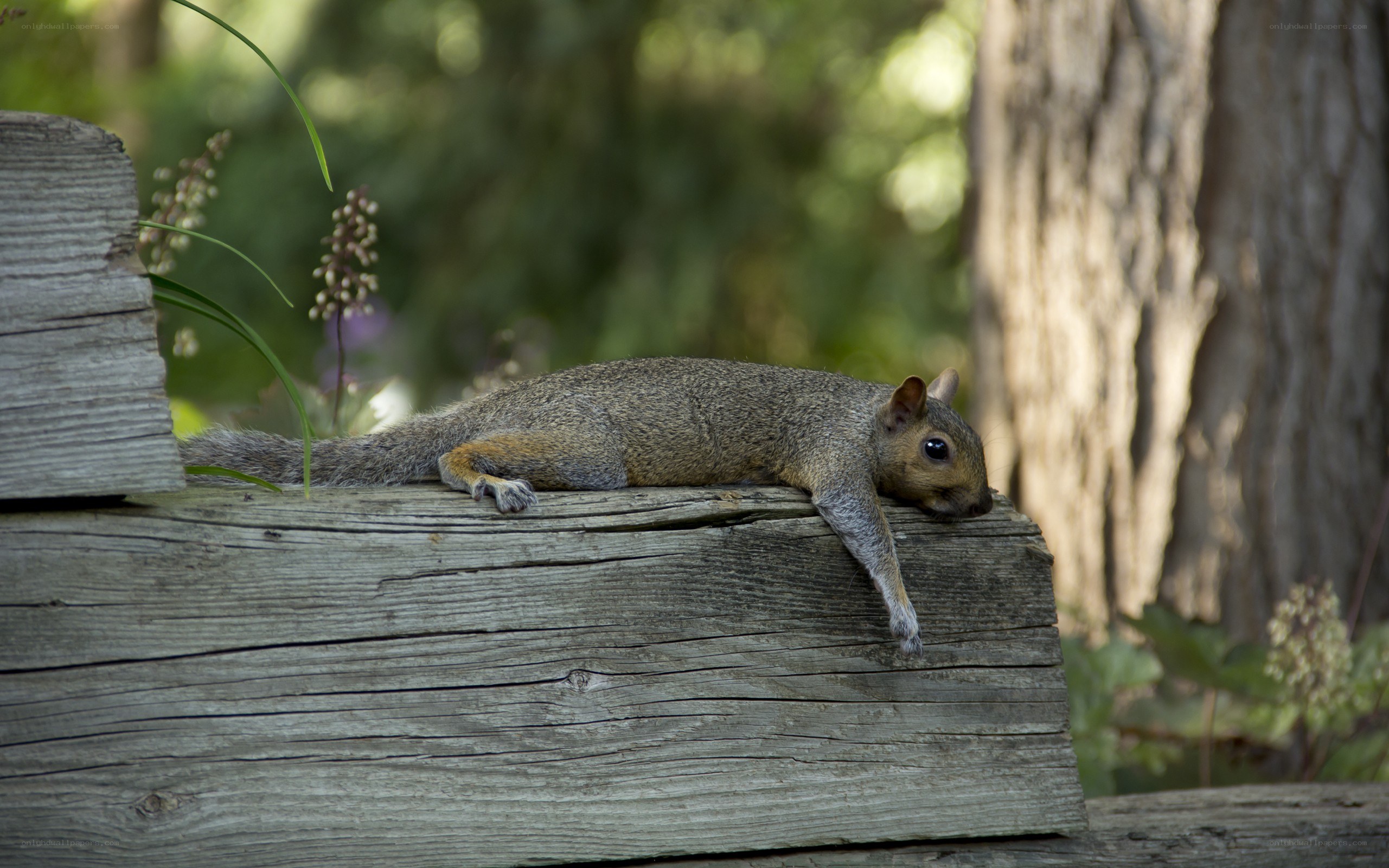 Squirrel resting on wooden log