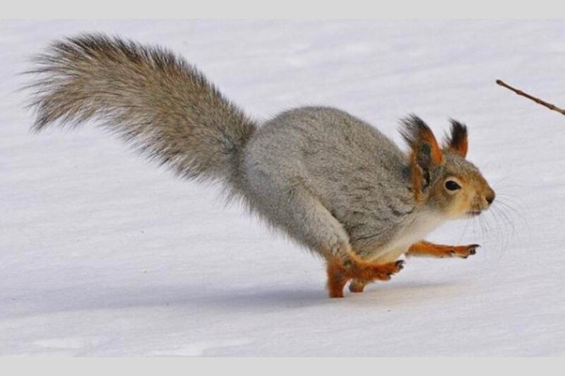 squirrel running in snow
