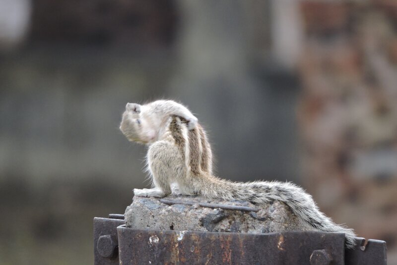 Squirrel Scratching Back