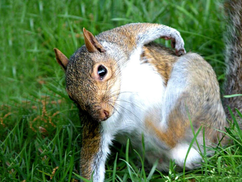 squirrel scratching its back