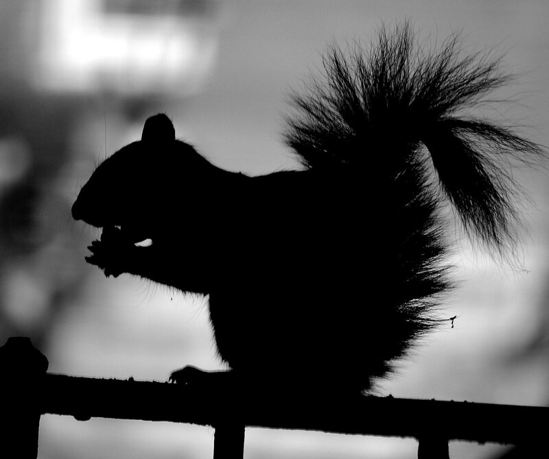 squirrel silhouette at dusk