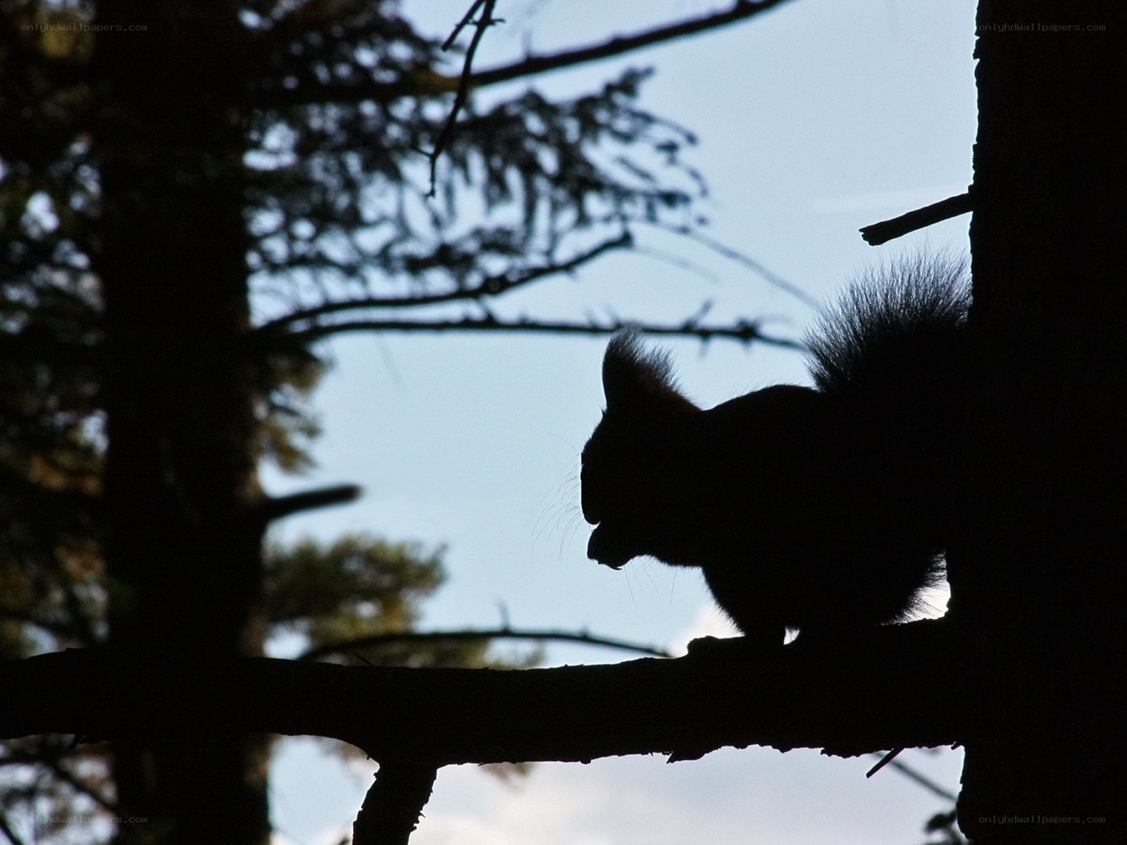 squirrel silhouette on tree branch