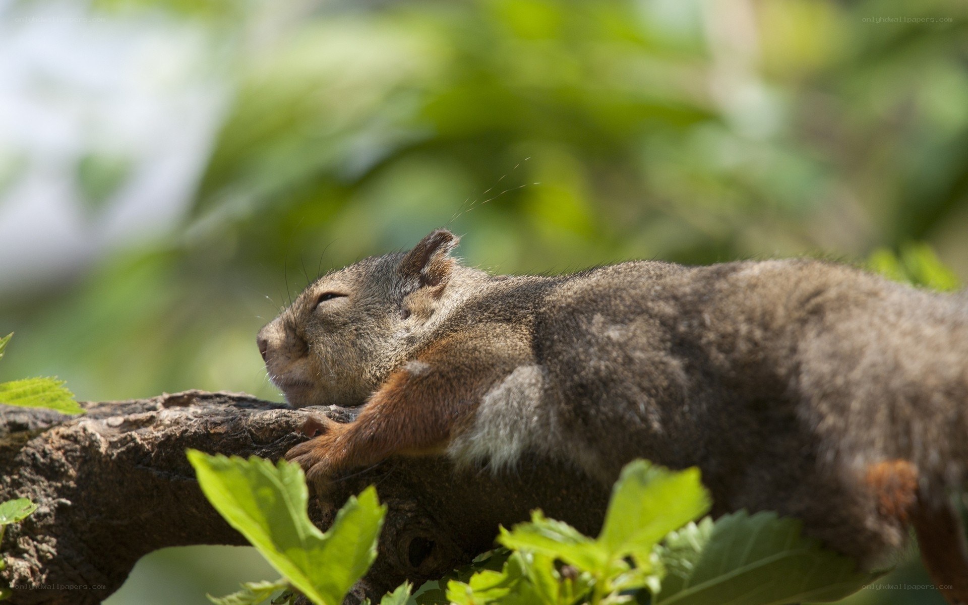 Squirrel sleeping on a branch
