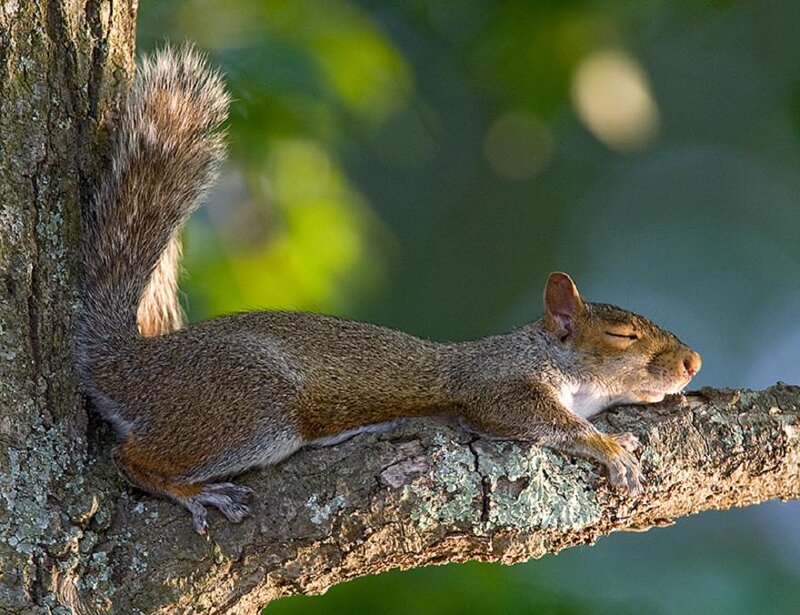 Squirrel sleeping on a tree branch