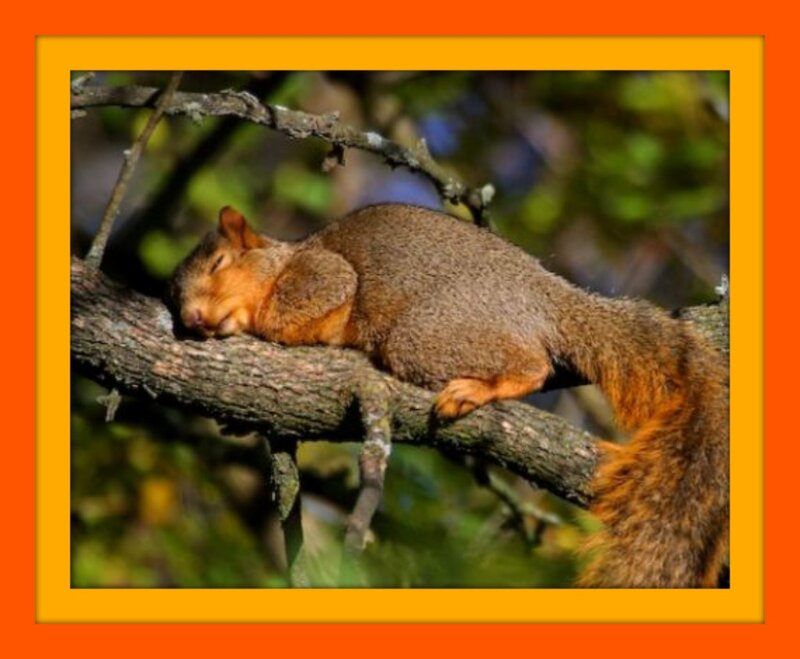 Squirrel Sleeping on Branch — Brown
