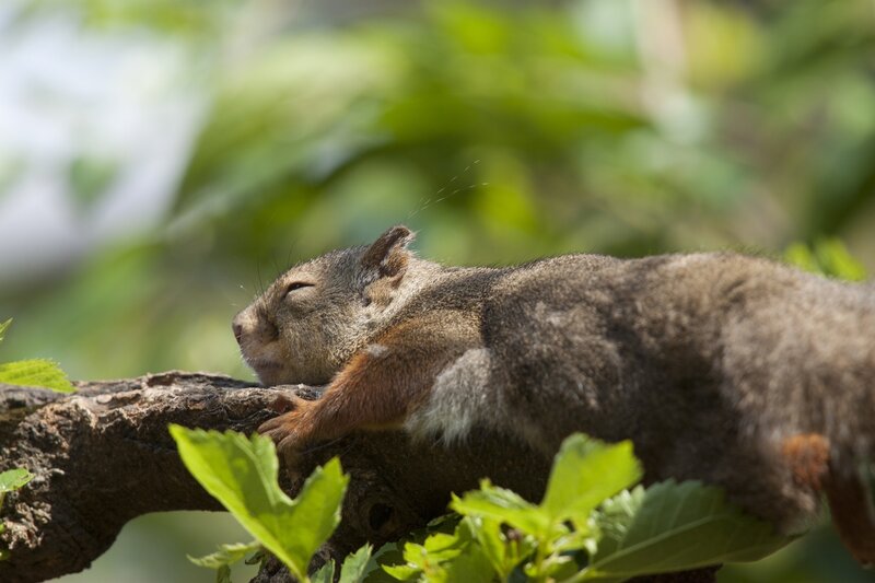 Squirrel Sleeping on Branch — Green, Peaceful