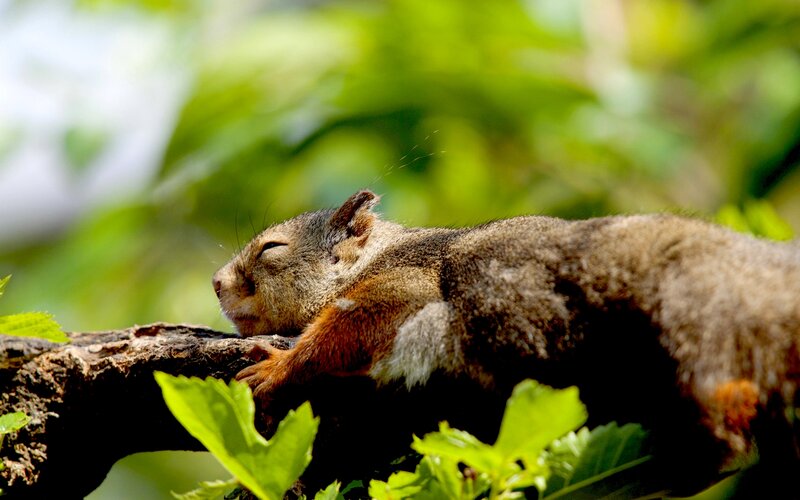 Squirrel Sleeping on Branch — Green