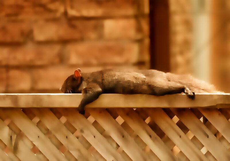 Squirrel Sleeping on Ledge
