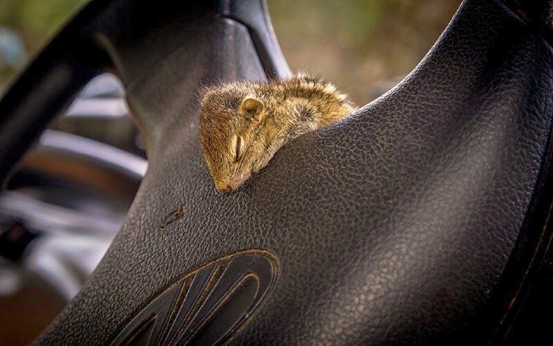 Squirrel Sleeping on Steering Wheel