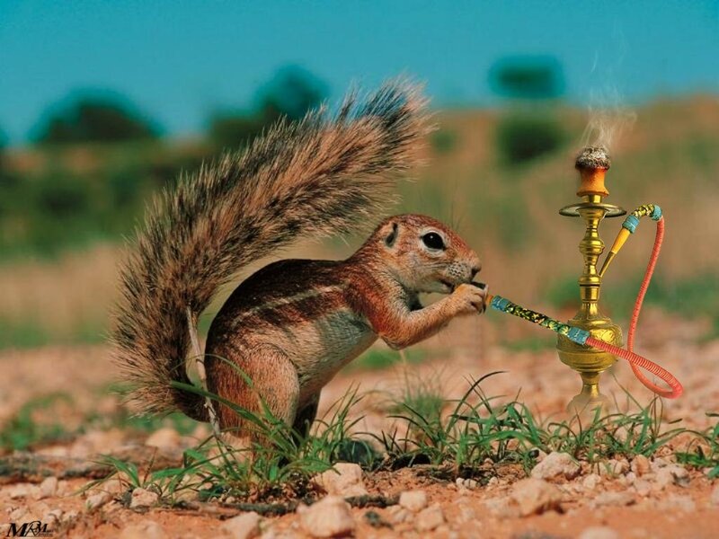 squirrel smoking hookah
