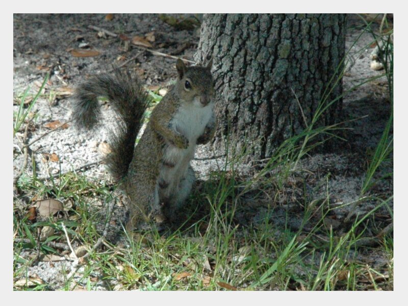 squirrel standing by tree