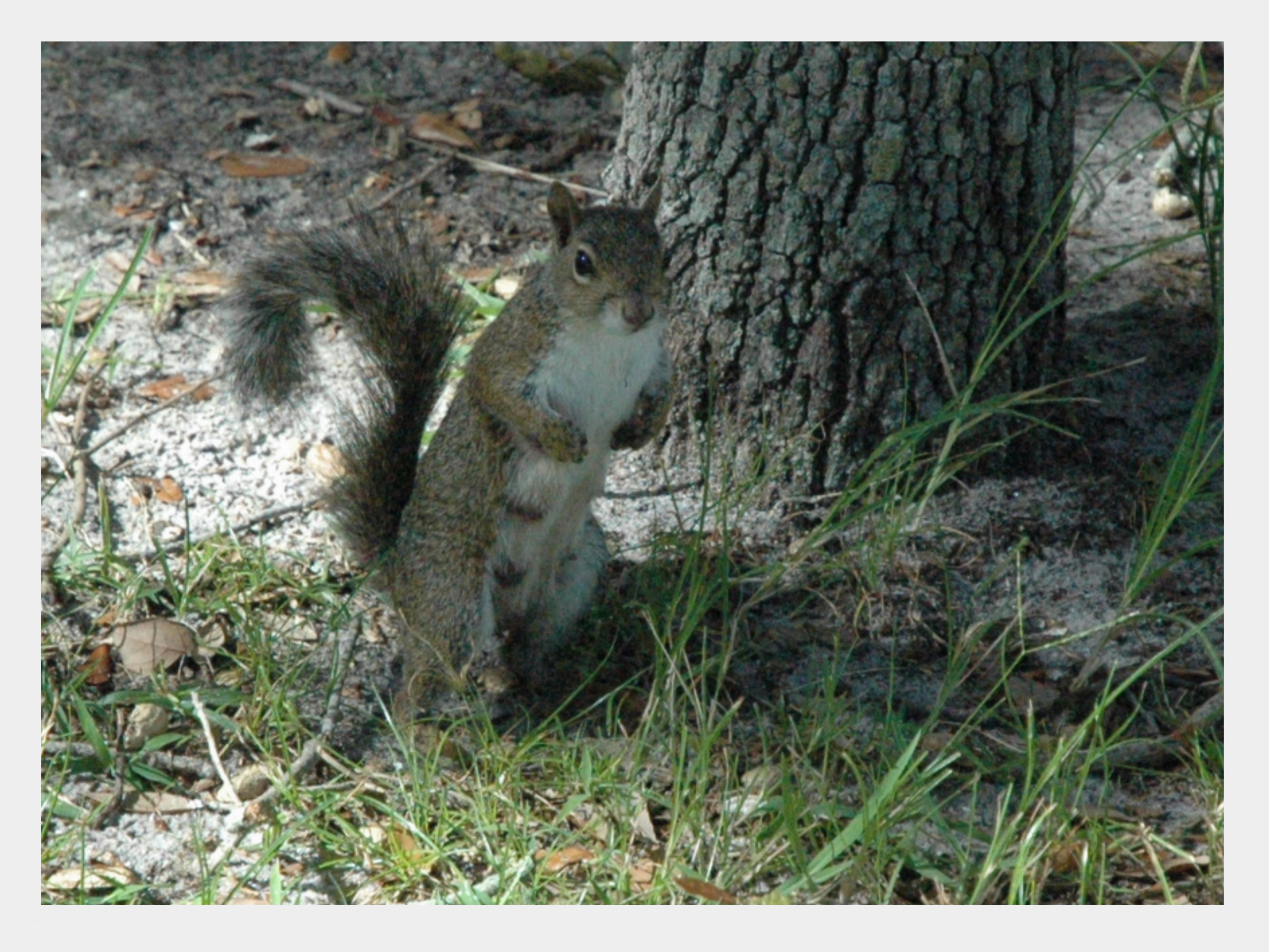 squirrel standing by tree