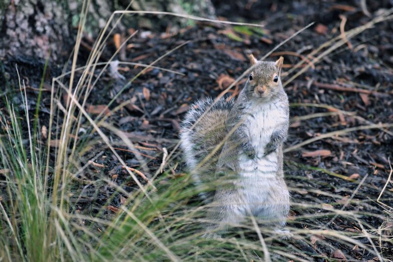 Squirrel Standing in Grass