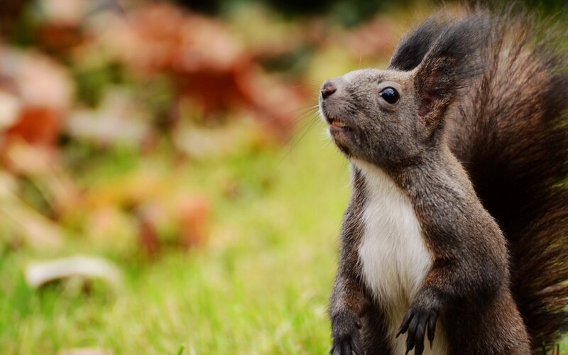 Squirrel Standing on Grass — Green