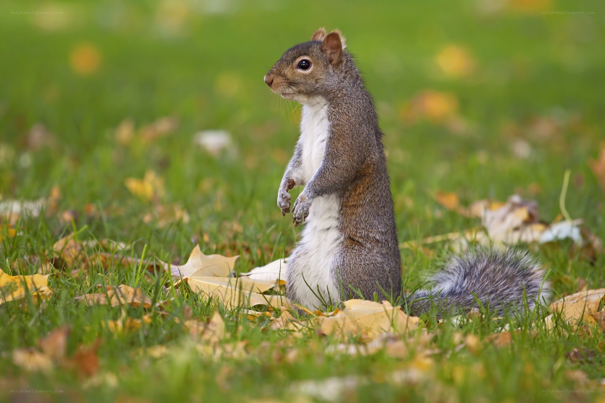 Squirrel standing on grass