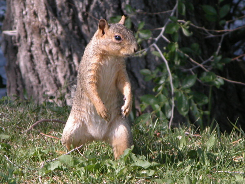 Squirrel Standing on Hind Legs