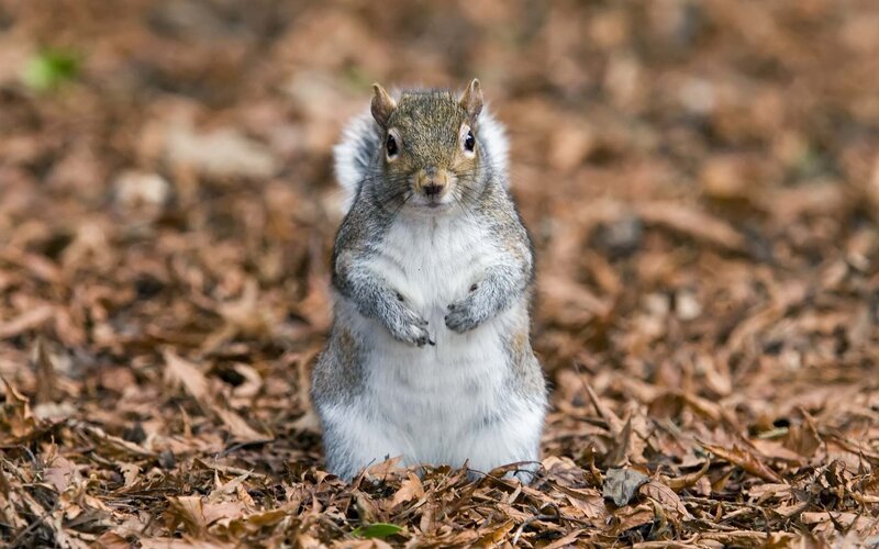 squirrel standing on leaves