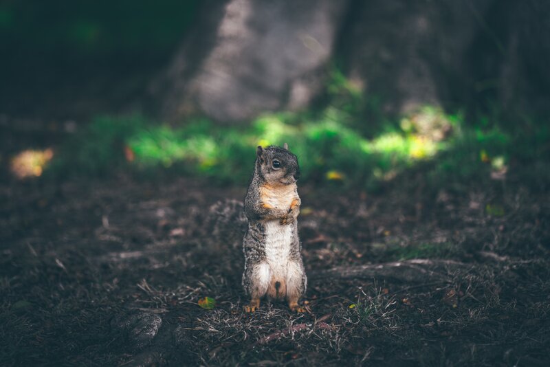 Squirrel Standing Upright — Green