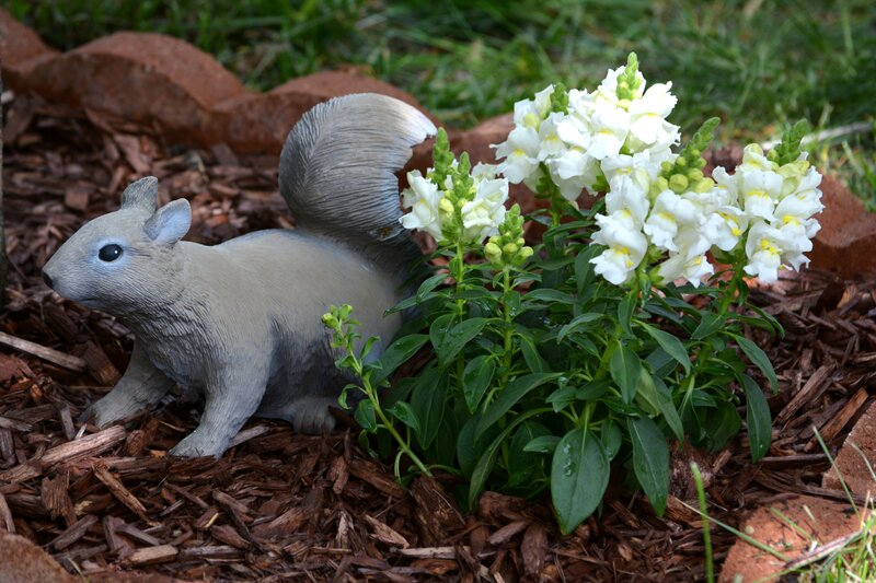 Squirrel Statue in Garden