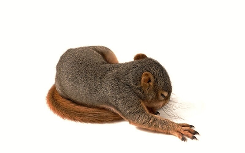 Squirrel Stretching