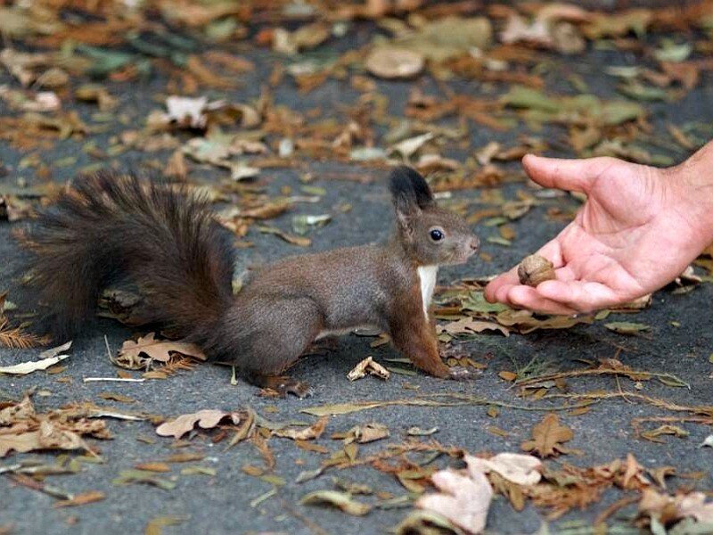 Squirrel taking nut from hand