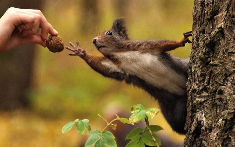 Squirrel Taking Nut