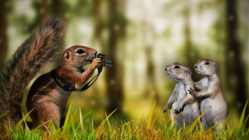 Squirrel Taking Photo — Green, Playful