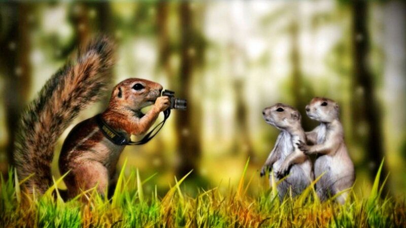 Squirrel Taking Photo — Green