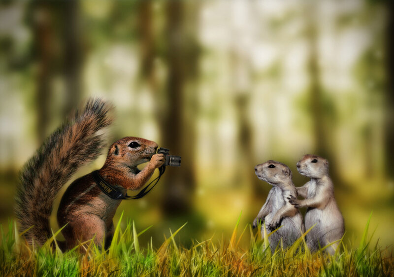 Squirrel Taking Photo