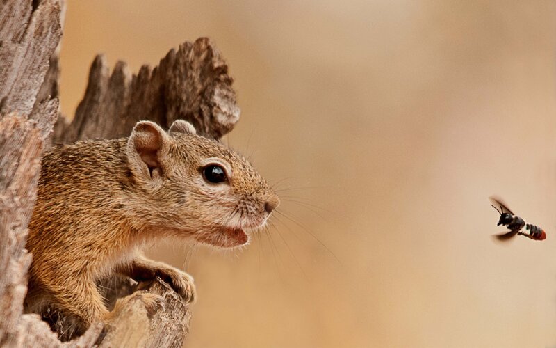 Squirrel watching a bee