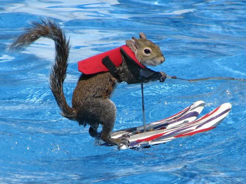 Squirrel Water Skiing