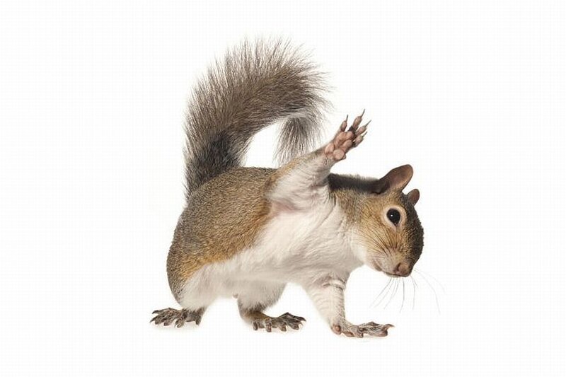 Squirrel Waving Paw