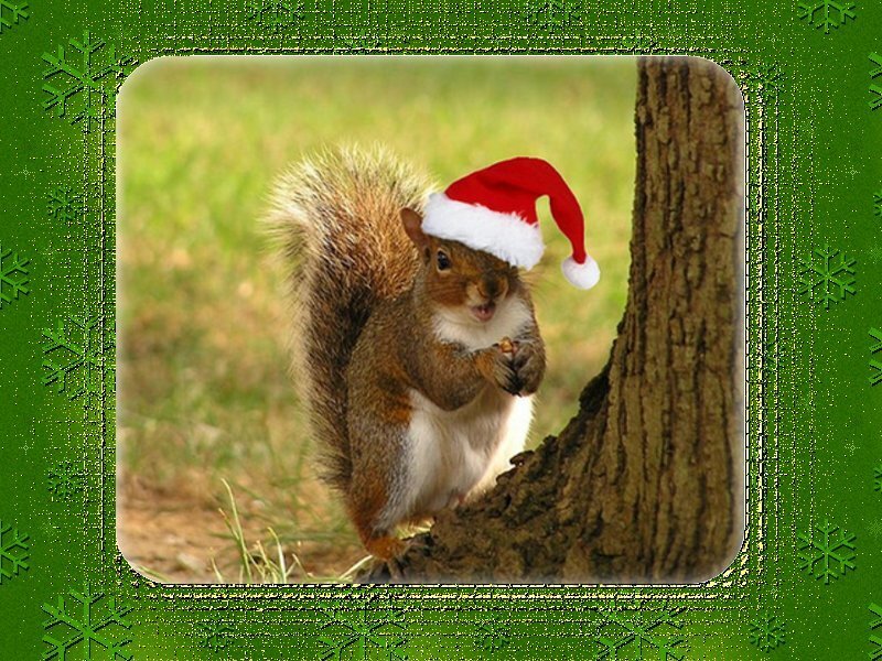 Squirrel Wearing Hat