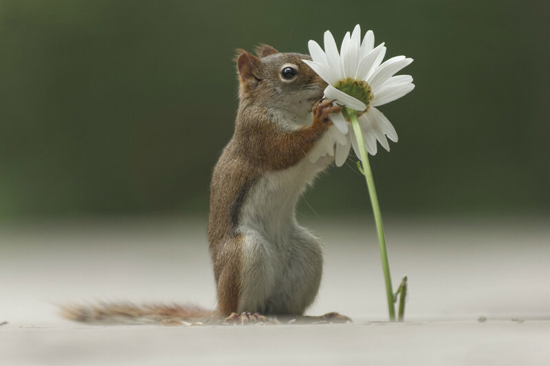 Squirrel with a daisy
