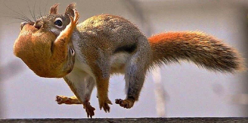 Squirrel with Acorn — Brown, Active