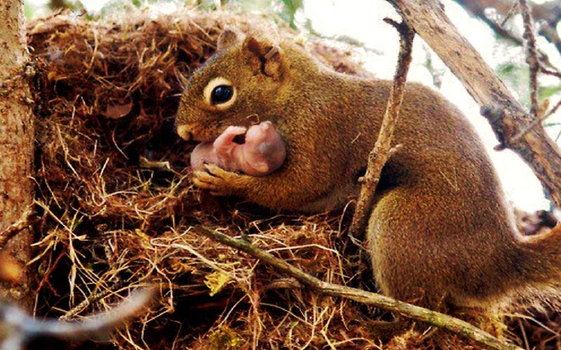 Squirrel with Baby — Brown