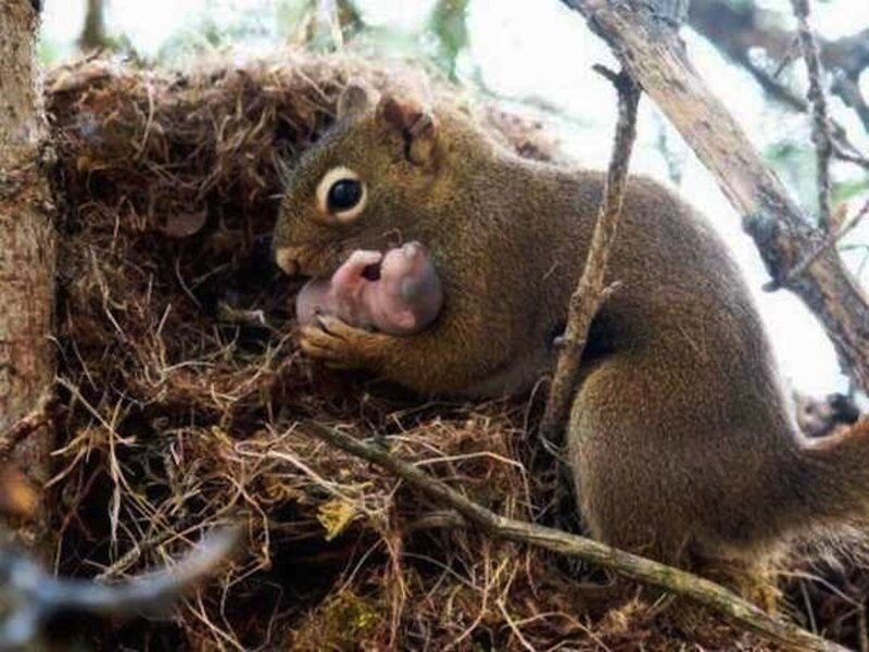 Squirrel with Baby