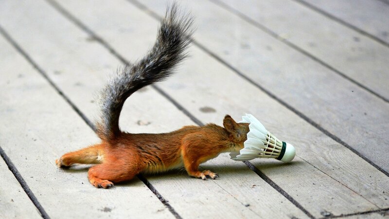 Squirrel with Badminton Shuttle — Brown