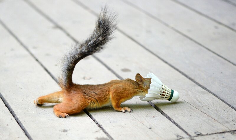 Squirrel with Badminton Shuttle