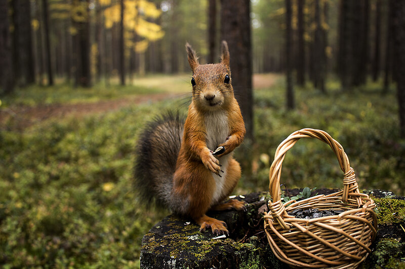 Squirrel with basket in forest