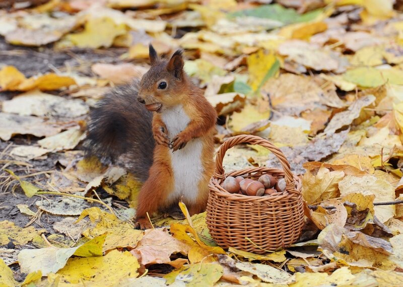 Squirrel with Basket