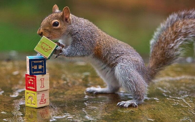 Squirrel with Blocks