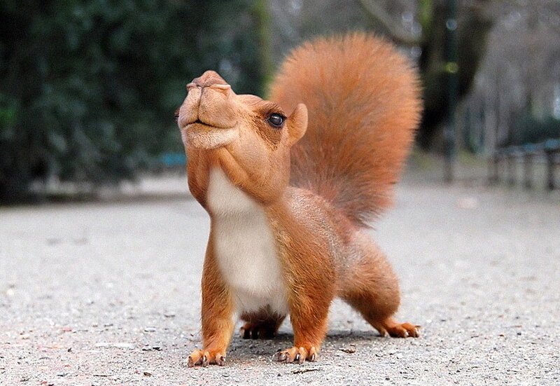 squirrel with camel face