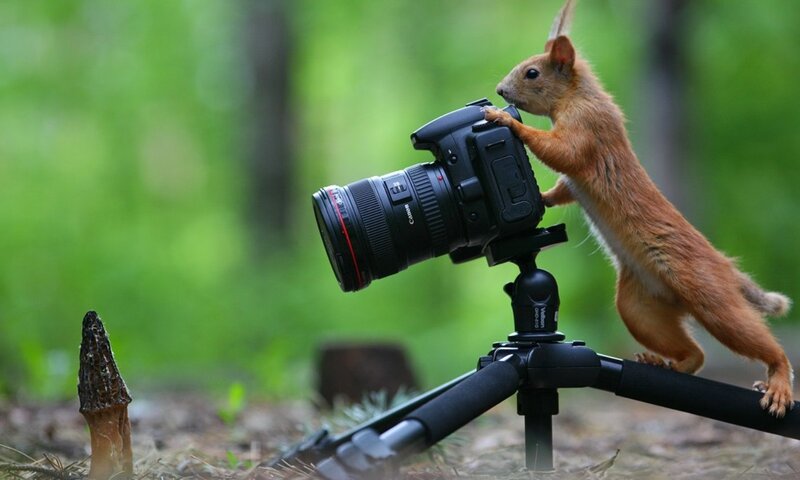 Squirrel with Camera — Green