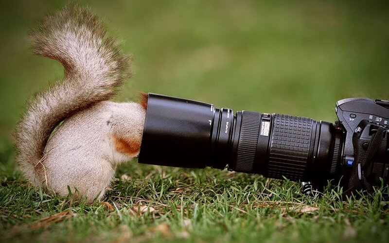 squirrel with camera lens