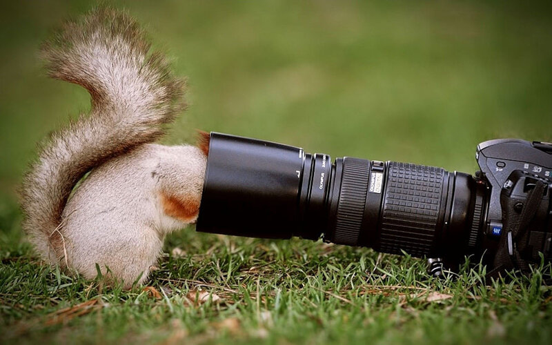 Squirrel with Camera