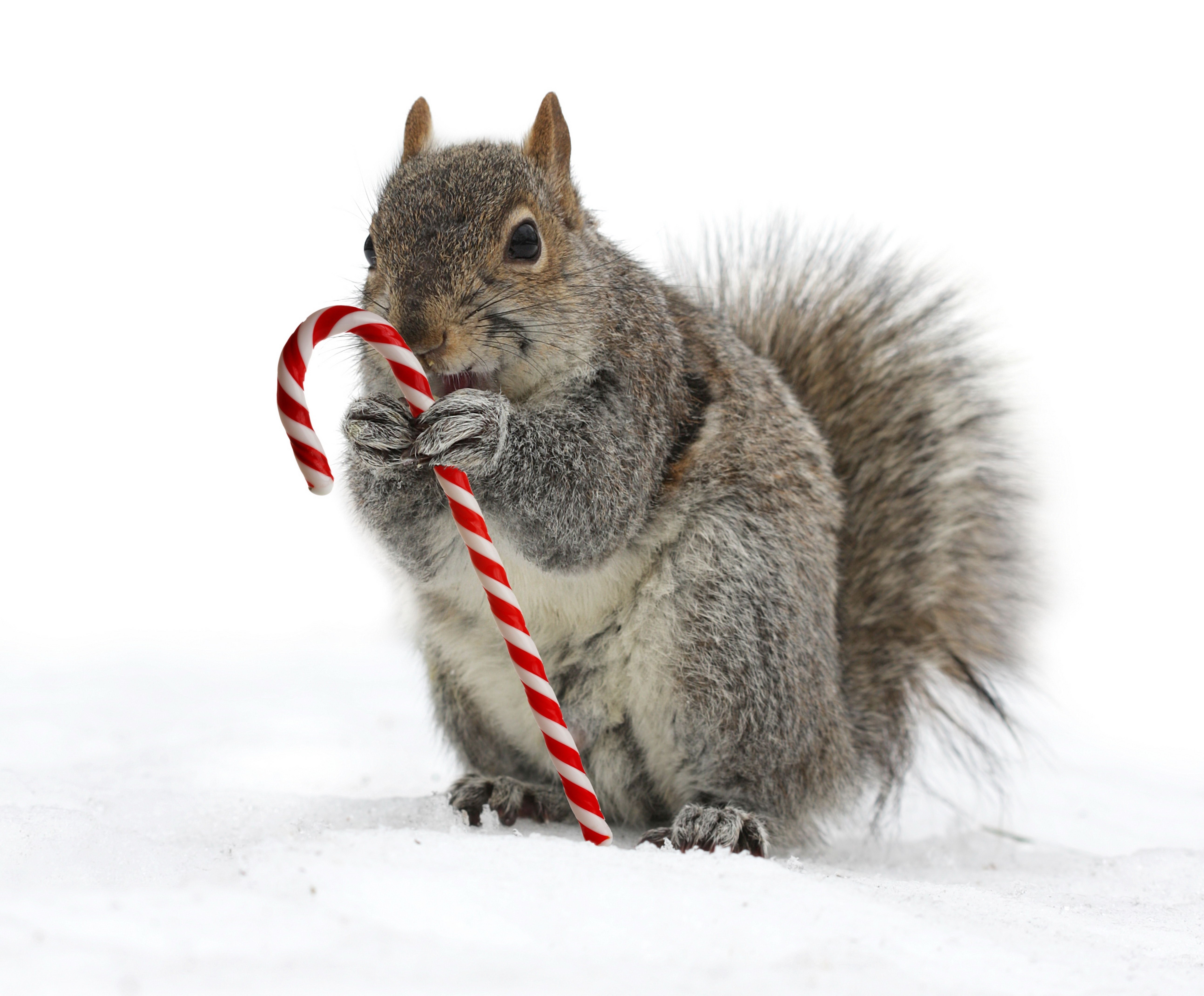 squirrel with candy cane