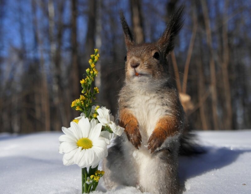 Squirrel with Flowers