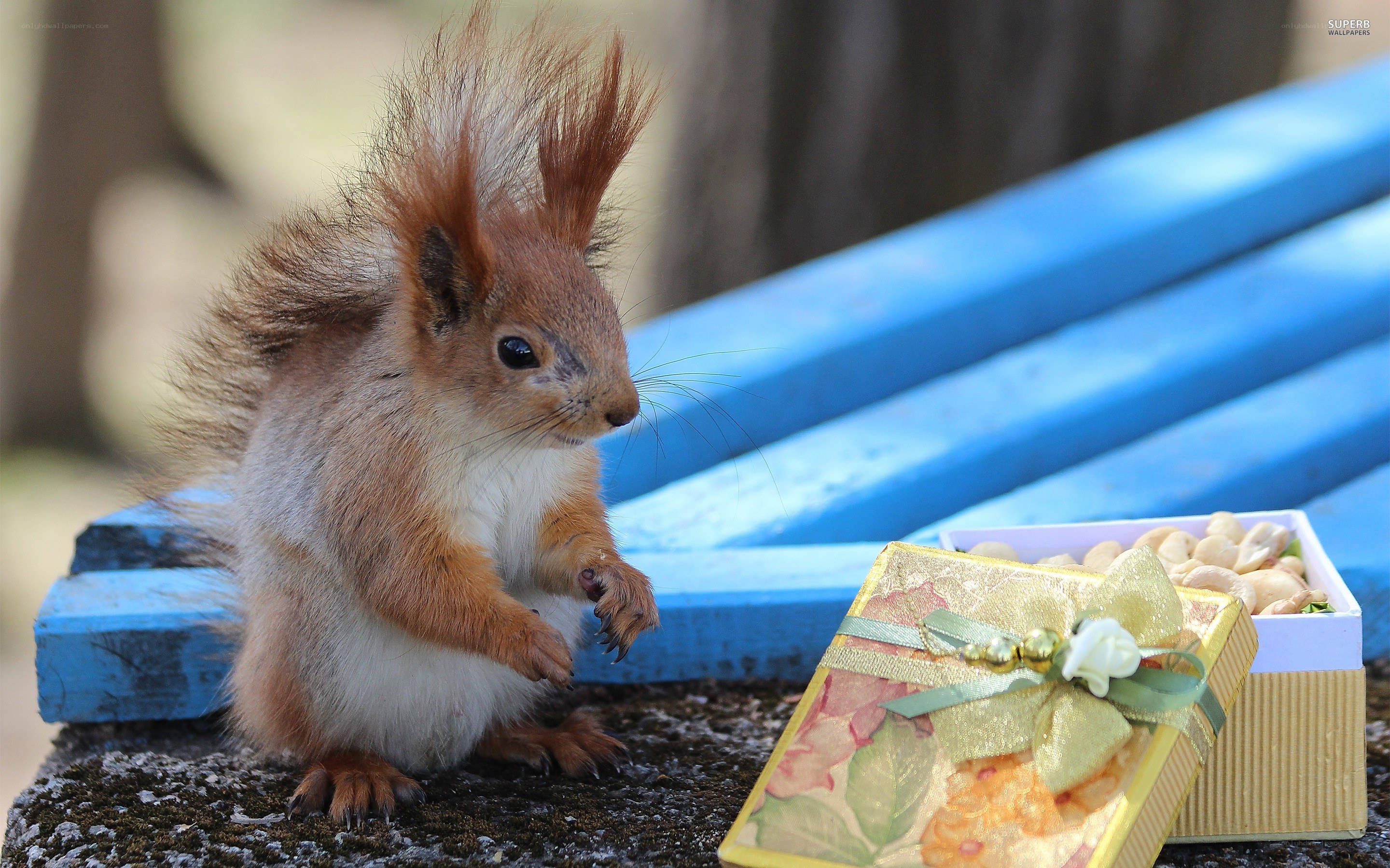 squirrel with gift box