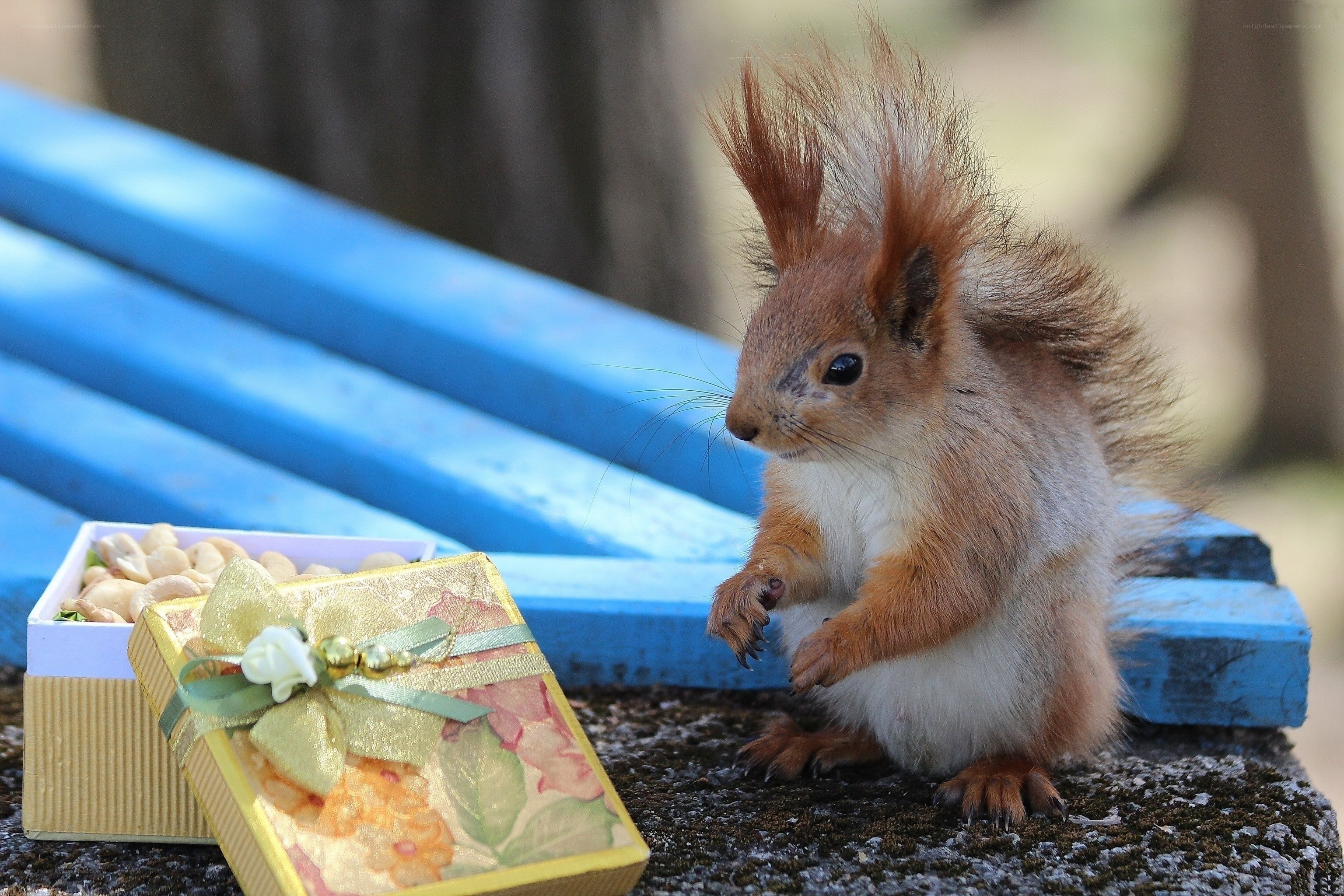 Squirrel with gift box